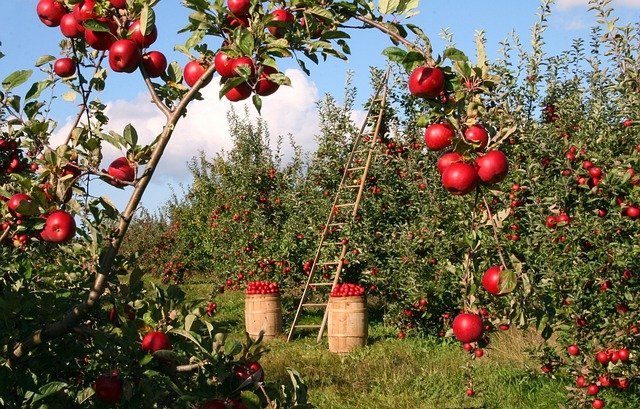 Health benefits of apple